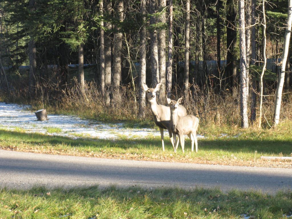 Rustlers Lodge Sundre Экстерьер фото